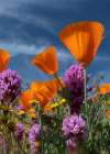California California Poppy-Goldfields-Owls Clover against the sky-Antelope Valley Art Print